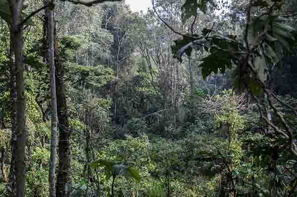 63 - Ruanda - parque nacional de Nyungwe - paisaje